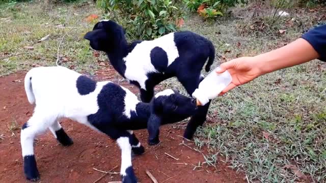 Breastfeeding cute goat kid drinking milk | Funny videos