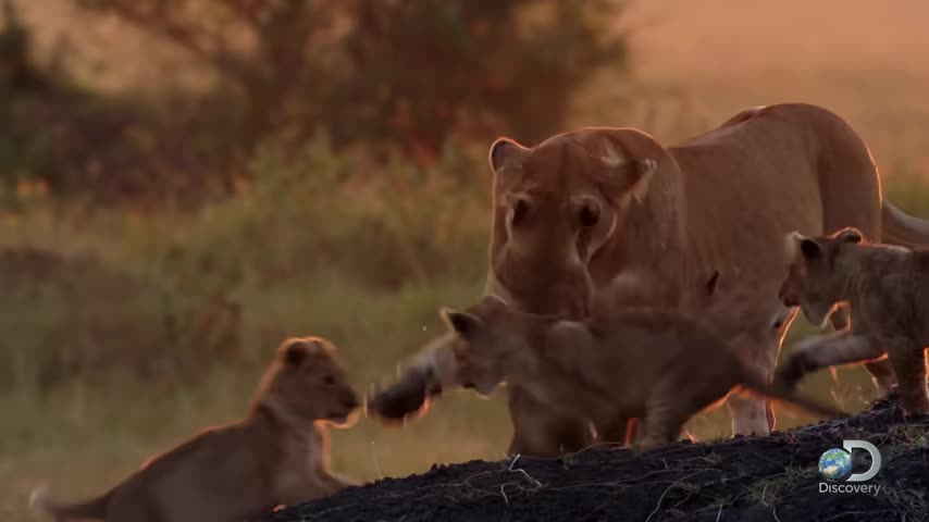 Adorable Lion Cub