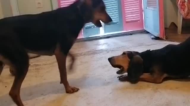 Lovely doggies playing