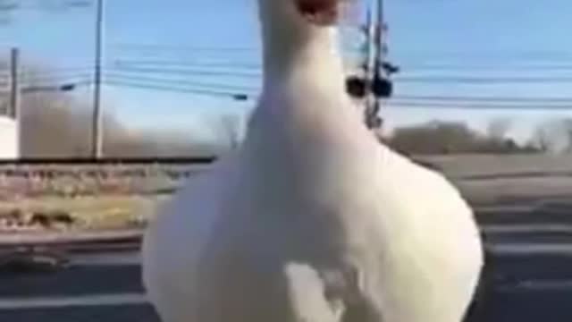 Duck