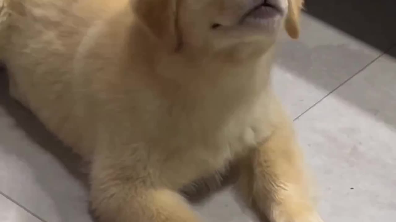 Proudful dog.😲😲