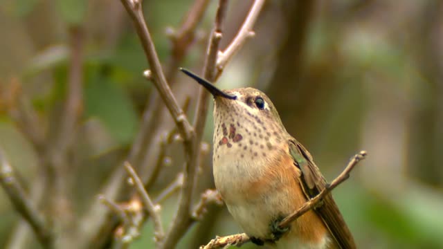 Suara burung cantik