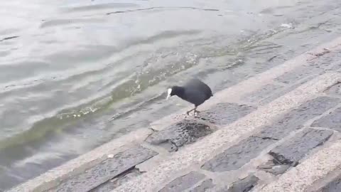 Unknown bird