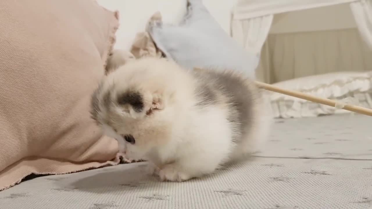 VERY CUTE KITTEN VIDEO