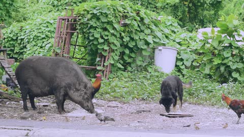 Large Boar Eating With Other Animals