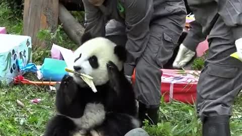 The lovely panda is eating