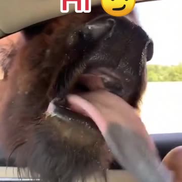 Long Bison tongue