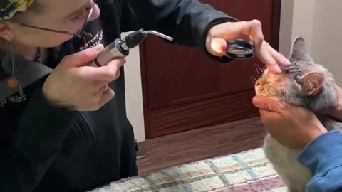 Cat Check Doctor