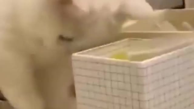 Cat trying to find something