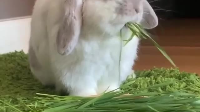 How cute is this bunny?