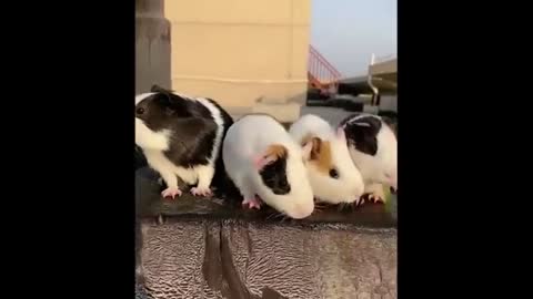 Cute baby funny animals vedios 🤣🤣🤣