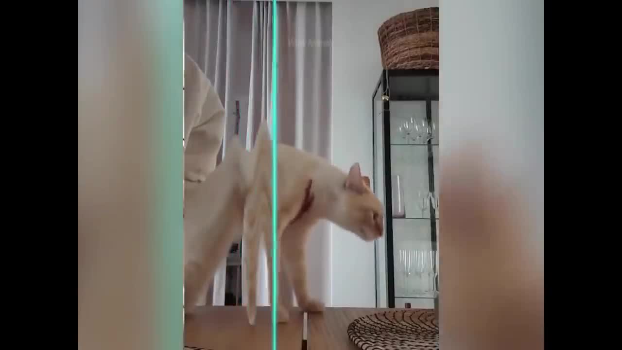 Time Warp Scan TikTok Compilation funny 😄