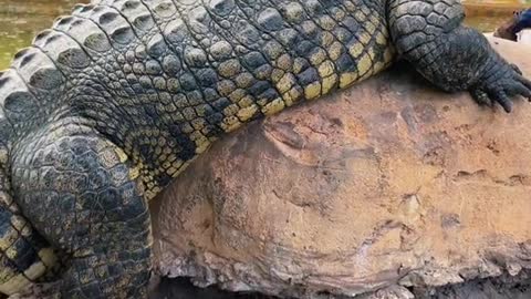 INSANE Relationship Mike’s Developed with “Sultan” the Nile Croc