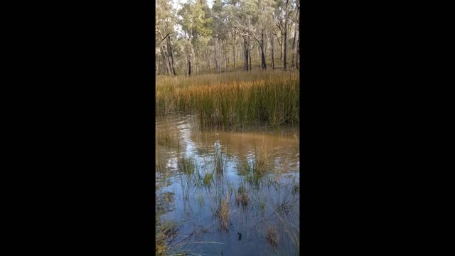 From far & Deep in The Reeds ... a Ridgeback Retrieves