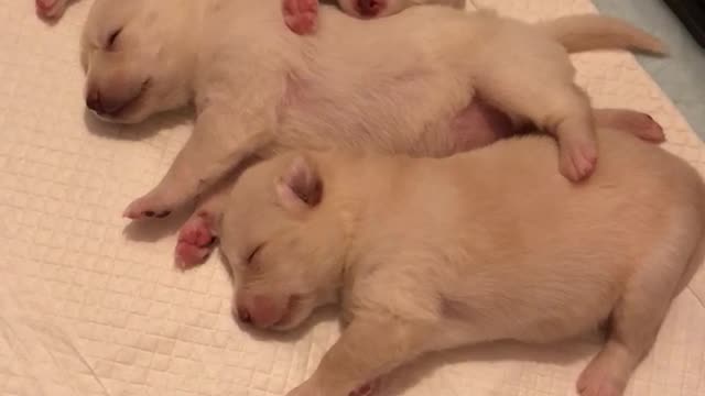 Two week old sleeping puppies