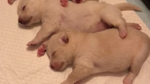 Two week old sleeping puppies