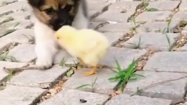 Cute Puppy Playing With Small Brown Chick