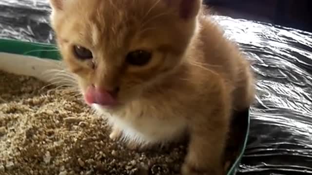The kitten is peeing.