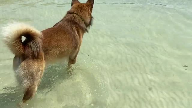 doggy short the sea