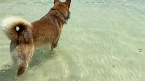 doggy short the sea