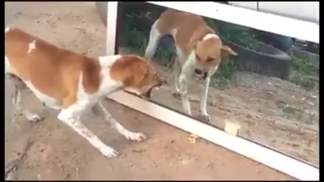 Foolish dog, frightened to see himself in the mirror.