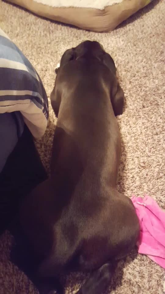 A Thing You Need to Know About Pitbull