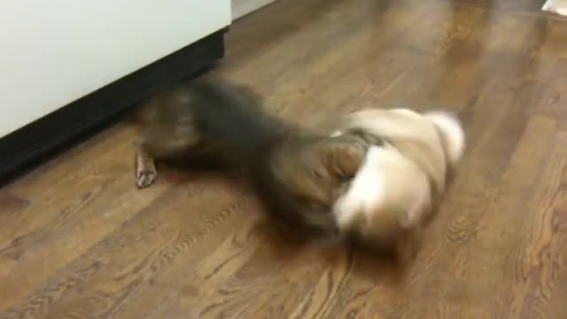 Two bengal cats playing with each other