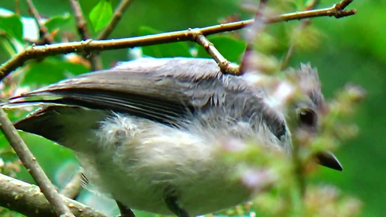 Tufted Titmouse