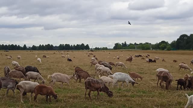 Goats on the field