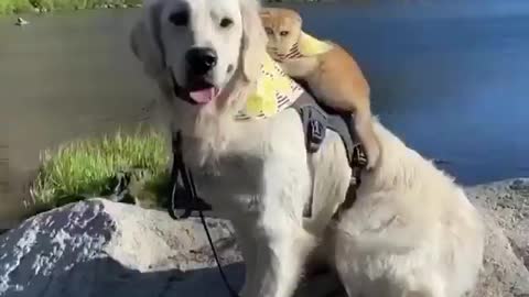 Cat and dog best buds