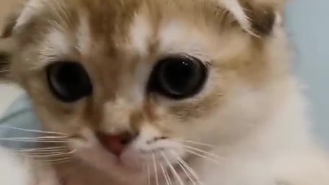 Funny cats compilation