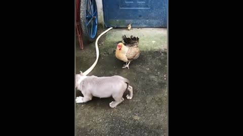 Chicken VS Dog Fight -11