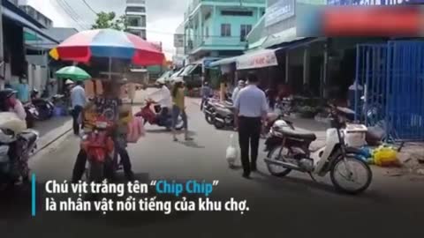 Kinh ngạc chú vịt thông minh ở Cà Mau