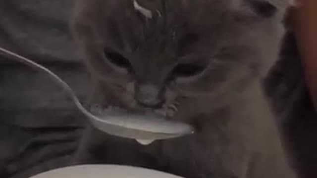 Cute cat drink MILK