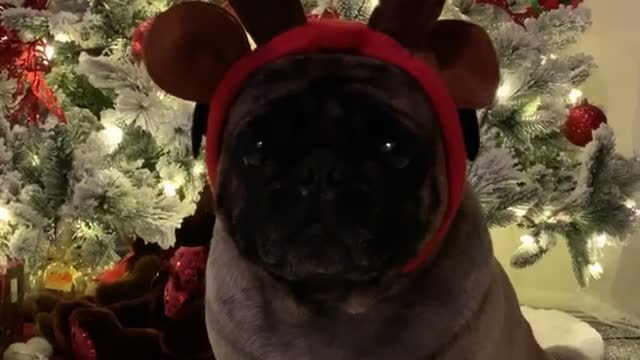 Impatient Pup Pleads for Holiday Presents