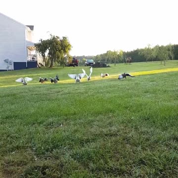 Gansos emocionados corren hacia su dueña buscando abrazos