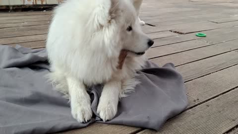 Too well-behaved Samoyed puppy.