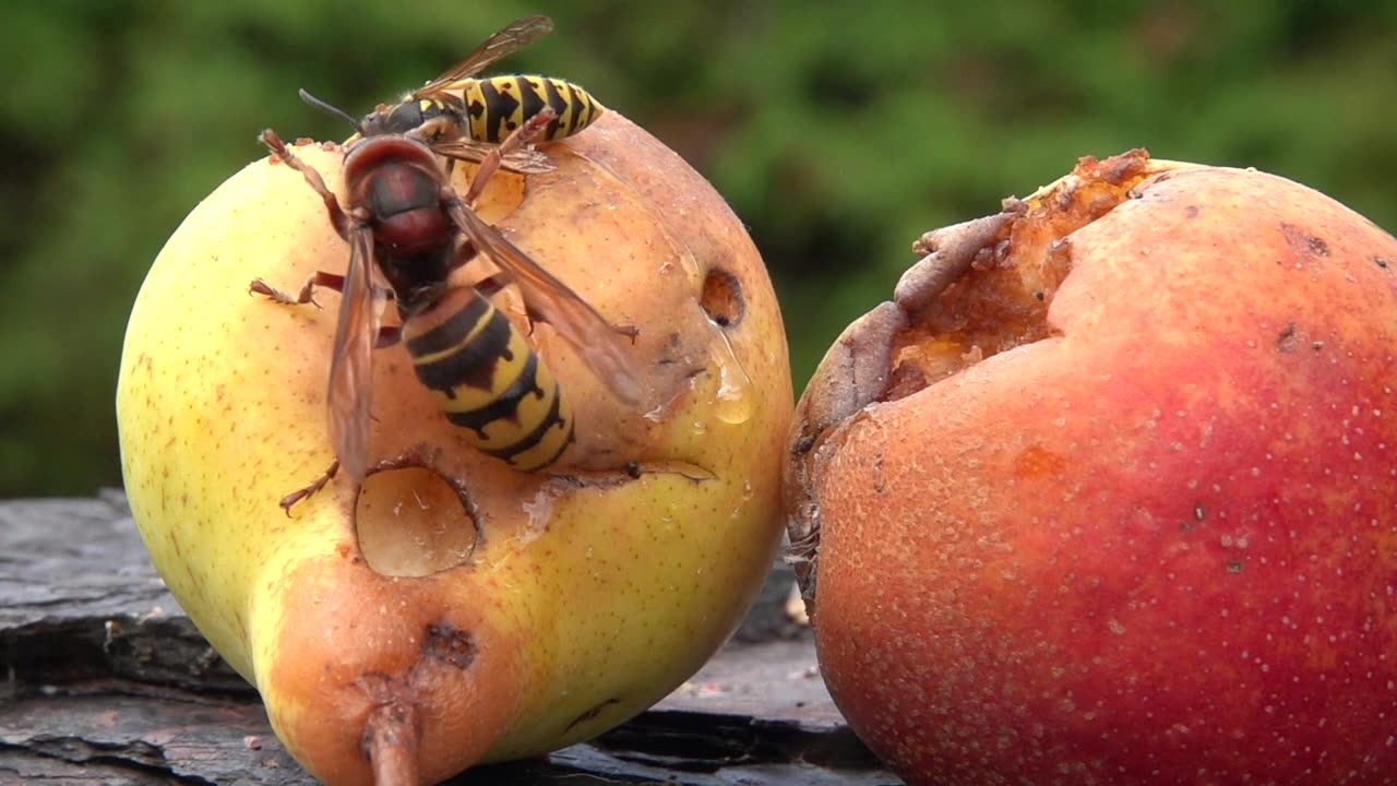 Hornet And Wasp Fight Over Sugary Fruit