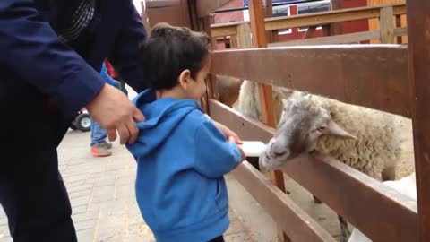 Kids Playing and Zoo animals with fails