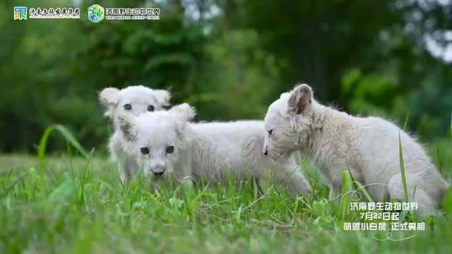 cute little white lion