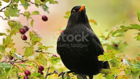 Black bird 🐦
