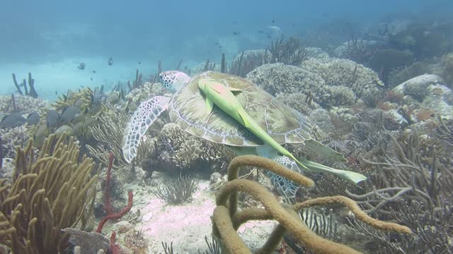 Turtle on the reef