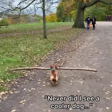 Dog working as a labourer.
