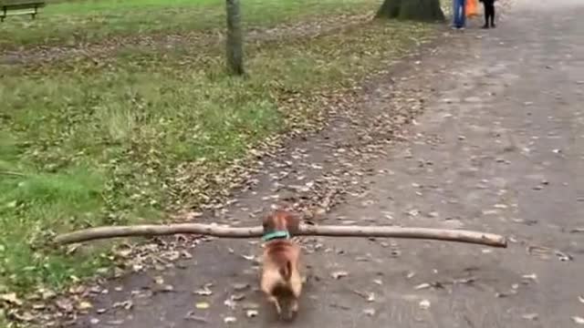 Dog working as a labourer.