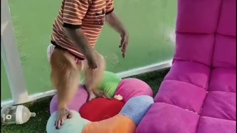Monkeys playing with cloth tiger