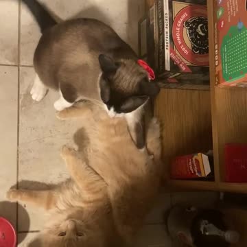 Two cats fighting
