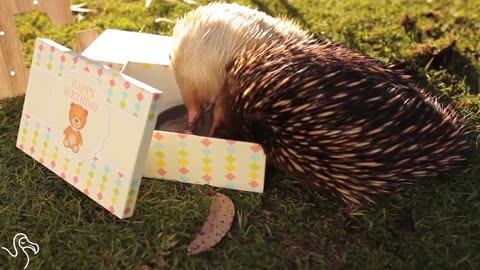 Albino Echidna Celebrates His Birthday