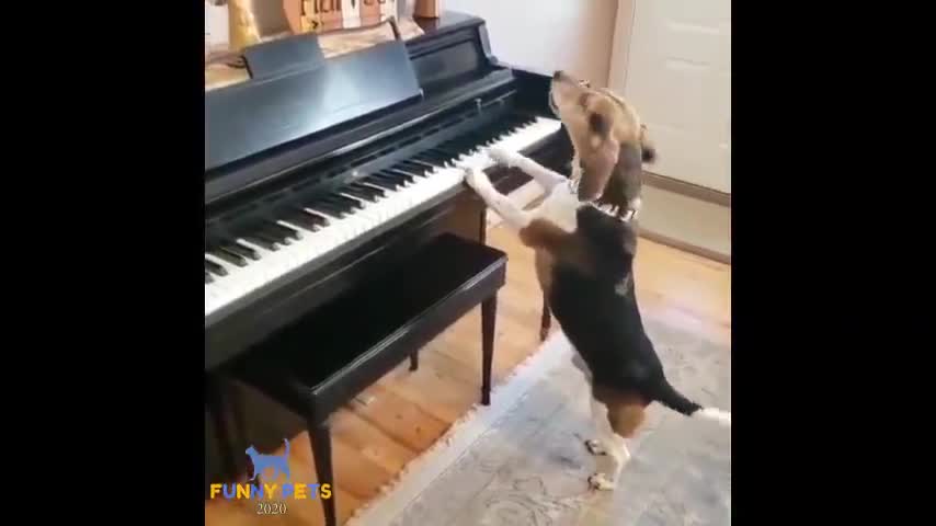 Dog, Dogs, Puppy, Playing, Piano, Singing