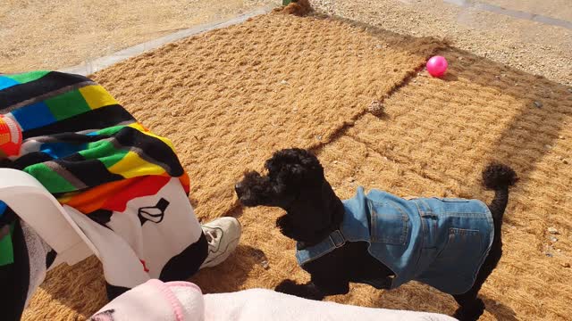 a puppy barking for a ball