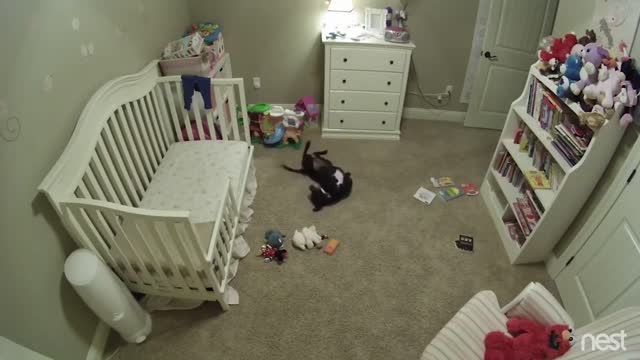 Secret nursery cam captures dog joyfully sneaking into baby's room and dancing